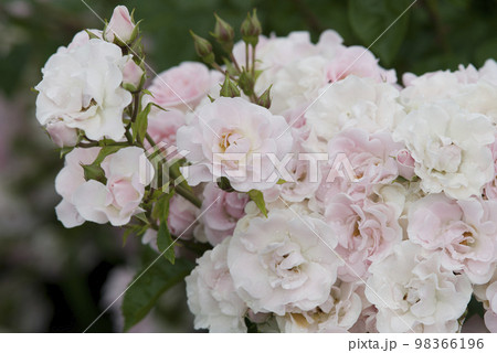 薔薇園にピンク色と白色の薔薇の花が咲いています。このバラの名前はセレッソです。 98366196