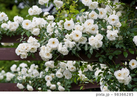 薔薇園に白い薔薇の花が咲いています。このバラの名前はアイスバーグ(シュネーヴィッチェン)です。 薔薇園に白い薔薇の花が咲いています。このバラの名前はアイスバーグ(シュネーヴィッチェン)です。 98366285