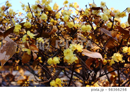 中野区の福蔵院三門近くにあるロウバイ（5） 98366298