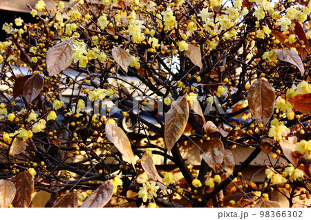 中野区の福蔵院三門近くにあるロウバイ（7） 98366302