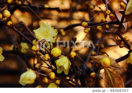 中野区の福蔵院三門近くにあるロウバイ(9) 中野区の福蔵院三門近くにあるロウバイ(9) 98366307