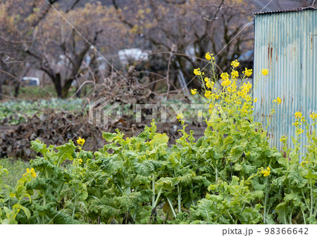 晩秋の菜の花 晩秋の菜の花 98366642