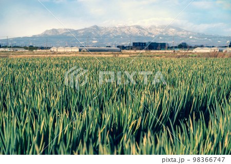 冬の陽射しの下で生育中のネギ畑と雪化粧した赤城山 深谷ネギの産地　b-4 暖色加味 98366747