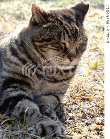 日向ぼっこをするキジトラの地域猫 日向ぼっこをするキジトラの地域猫 98366817