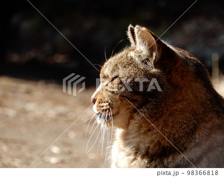 日向ぼっこをするキジトラの野良猫の横顔 日向ぼっこをするキジトラの野良猫の横顔 98366818