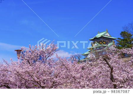 大阪城と西の丸庭園の満開の桜 98367087