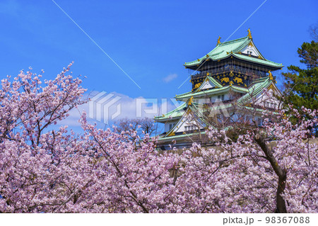 大阪城と西の丸庭園の満開の桜 98367088