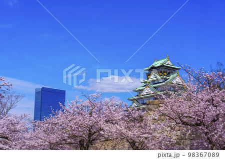 大阪城と西の丸庭園の満開の桜 98367089