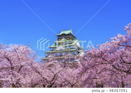 大阪城と西の丸庭園の満開の桜 大阪城と西の丸庭園の満開の桜 98367091