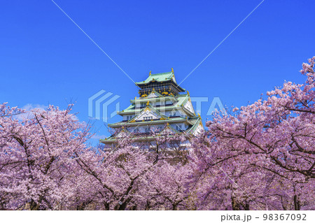 大阪城と西の丸庭園の満開の桜 98367092