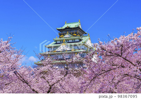 大阪城と西の丸庭園の満開の桜 98367095