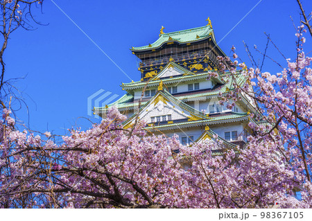 大阪城と西の丸庭園の満開の桜 98367105