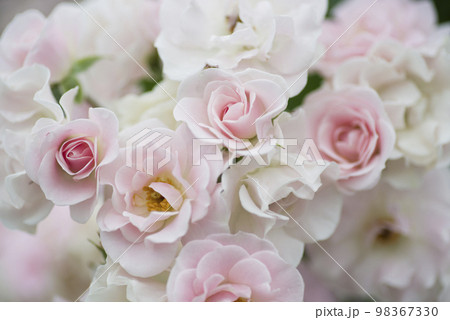薔薇園にピンク色と白色の薔薇の花が咲いています。このバラの名前は