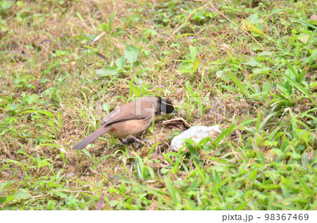 a Red whiskered bulbul or crested bulbul sitting on a tree 98367469