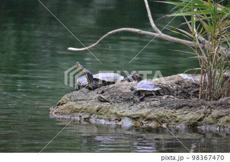 the Red-Eared Slider Turtle Peered On the Rock Over Pond the Red-Eared Slider Turtle Peered On the Rock Over Pond 98367470