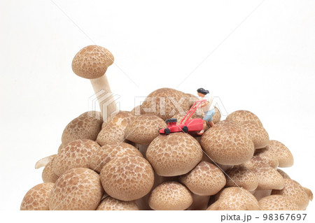 a Lawn mower cutting on brown shimeji Mushroom 98367697