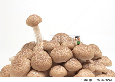 a rain day with brown shimeji Mushroom 98367698