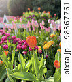 満開の花壇のチューリップ 98367761