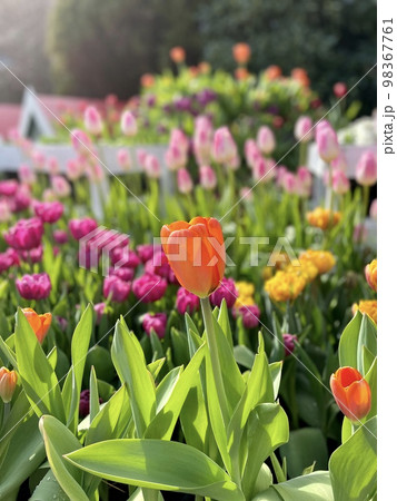 満開の花壇のチューリップ 98367761