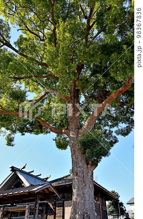小深作神明神社 御神木・本殿 さいたま市見沼区 小深作神明神社 御神木・本殿 さいたま市見沼区 98367836