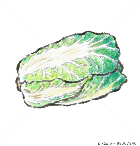 イラスト素材（はくさい） 98367846