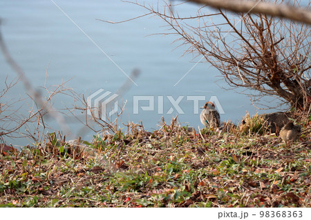 池に佇むコガモのオス 98368363