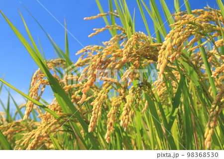 青空と稲穂 青空と稲穂 98368530