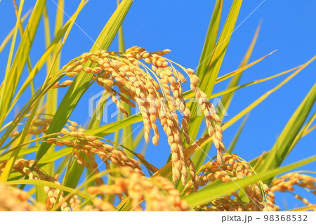 青空と稲穂 98368532
