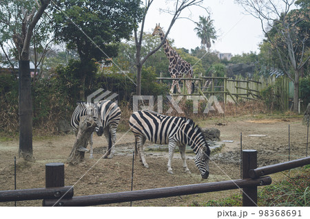 動物園のシマウマ2頭とキリンの写真 98368691