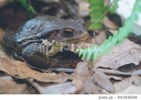 西日本に生息するニホンヒキガエル 98368696
