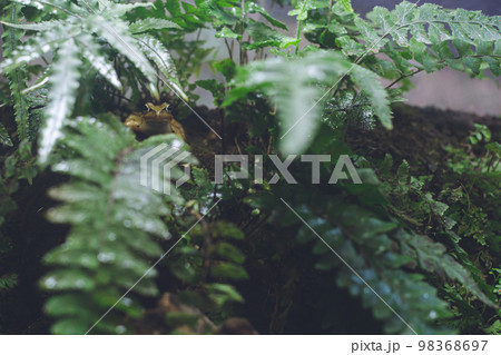雨に濡れたシダ植物の奥にカエルの写真 雨に濡れたシダ植物の奥にカエルの写真 98368697