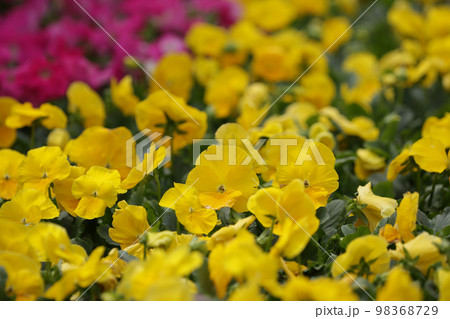 a Colorful Tulip Field with hk flower show 98368729