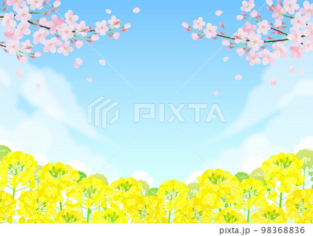 背景素材 桜と菜の花 青空 98368836