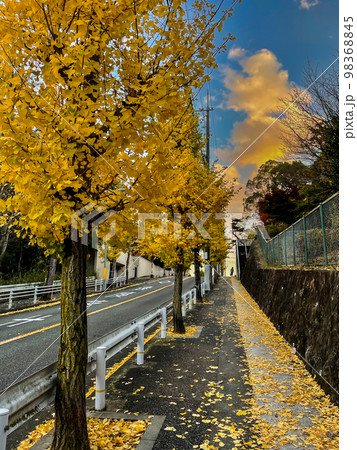 落葉のイチョウ並木道、街路樹、11月16日、宝塚市中山桜台、日本 落葉のイチョウ並木道、街路樹、11月16日、宝塚市中山桜台、日本 98368845