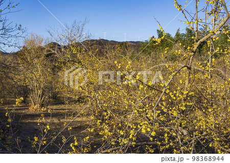 山を背景に黄色いロウバイ【ろうばいの郷】群馬県安中市 98368944