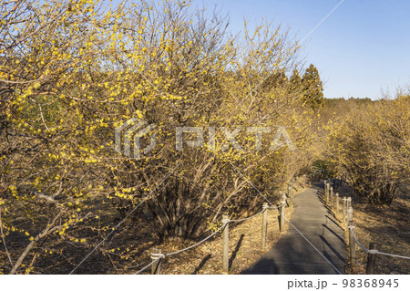 黄色いロウバイと通路【ろうばいの郷】群馬県安中市 98368945