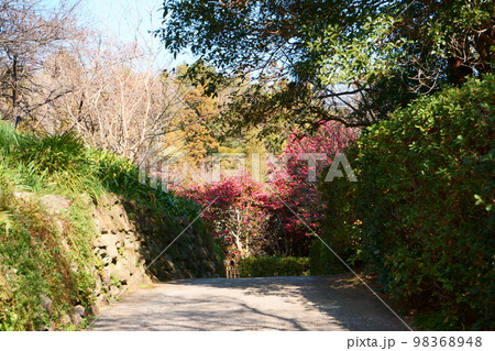 山茶花とロウバイが迎える散歩道 98368948