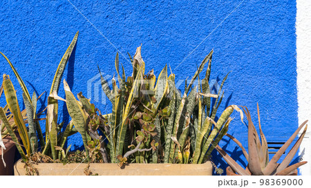 pots with cactuses against blue wall pots with cactuses against blue wall 98369000
