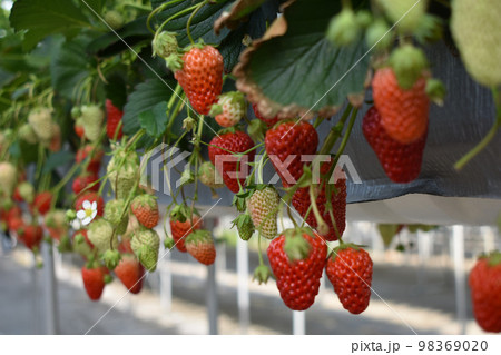 食べごろの真っ赤ないちご 98369020