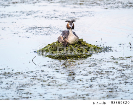 Great Crested Grebe, Podiceps cristatus, water bird sitting on the nest, and one of its cute babies sitting on its back. Nesting time on the green lake 98369320