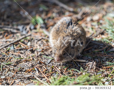 A closeup of a Common vole, Microtus arvalis, on the ground with a blurry background A closeup of a Common vole, Microtus arvalis, on the ground with a blurry background 98369332
