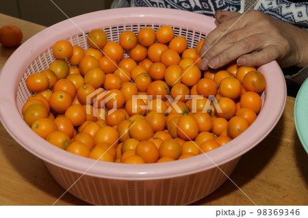 キンカンの出荷 キンカンの出荷 98369346
