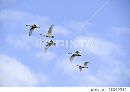 コハクチョウ 98369552