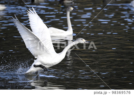 コハクチョウ 98369576