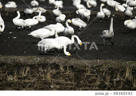 コハクチョウ コハクチョウ 98369592