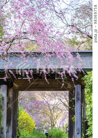 【神奈川県】鎌倉の明月院に咲く枝垂桜 98369758