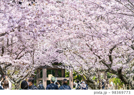 【神奈川県】鎌倉の建長寺に咲き誇る満開の桜 98369773