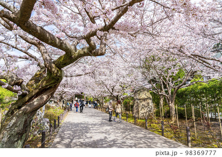 【神奈川県】鎌倉の建長寺に咲き誇る満開の桜 98369777