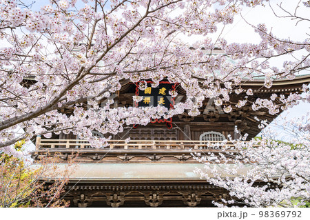 【神奈川県】鎌倉の建長寺に咲き誇る満開の桜 【神奈川県】鎌倉の建長寺に咲き誇る満開の桜 98369792