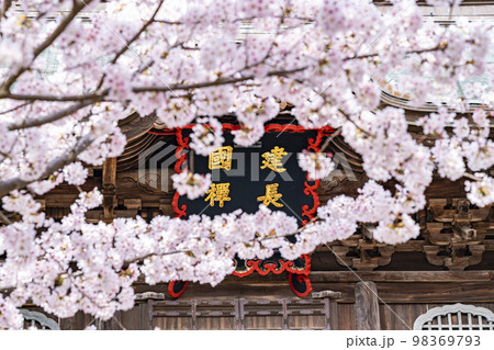 【神奈川県】鎌倉の建長寺に咲き誇る満開の桜 98369793